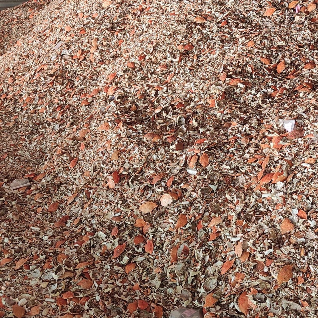 whatsapp image 2025 09 12 at 11.17.45