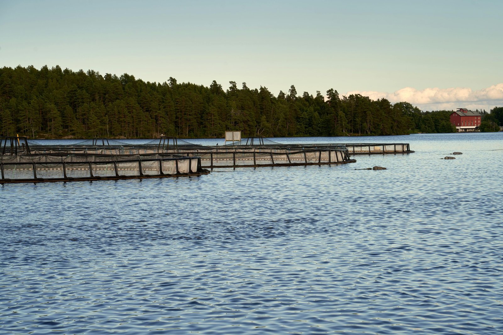 pexels barnabas davoti 31615494 34019080